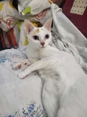 Adopter SAPHIRA