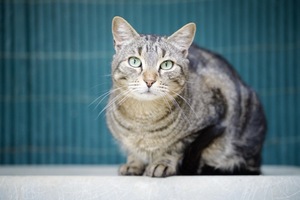 Adopter Max