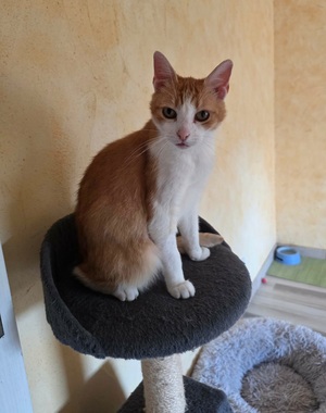 Adopter Stan