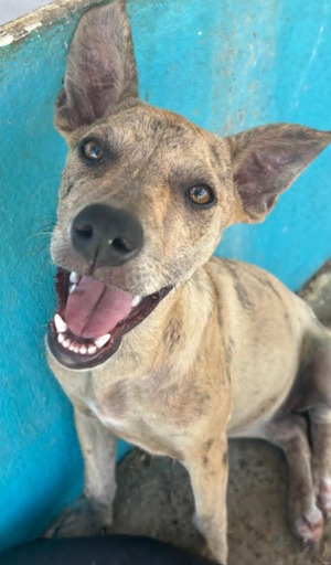 Adopter BAHIA
