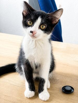Adopter Baya