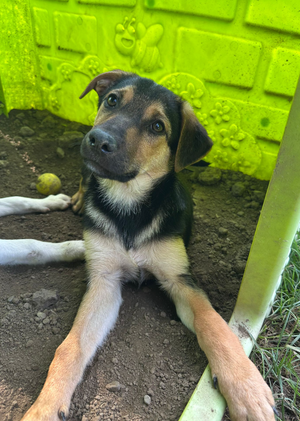 Adopter Tiana