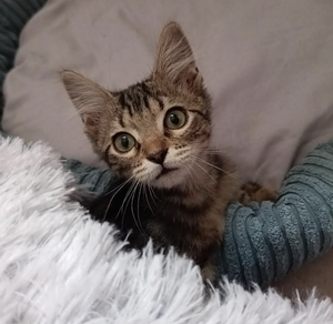Adopter Mae 