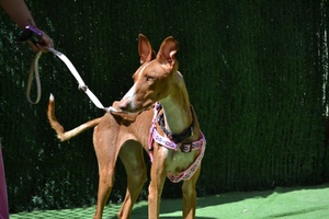 Adopter Sunny