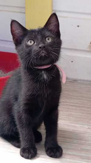 Adopter BRIGITTE