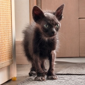 Adopter ACTI