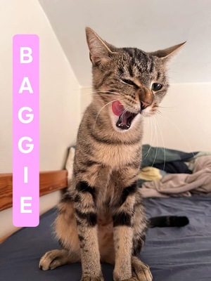 Adopter Baggie 