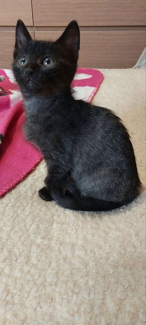 Adopter Bubble