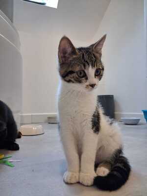 Adopter Bill
