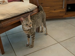 Adopter Poupette