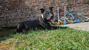 Adopter Paco
