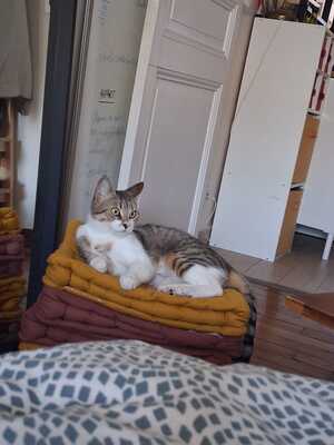Adopter Artémis