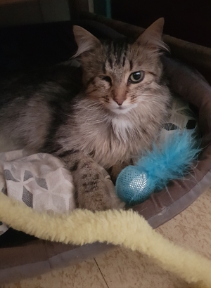 Adopter Zoé