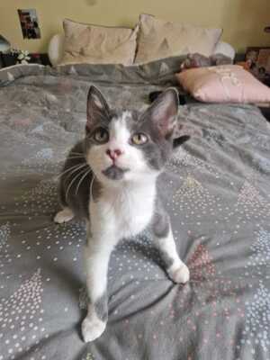 Adopter Léon