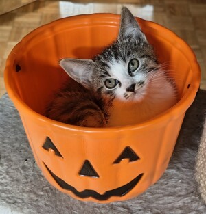 Adopter Esmée