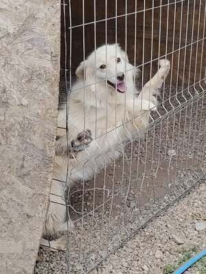 Adopter Alba