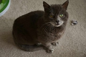 Adopter Berliauz