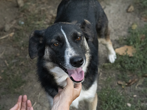 Adopter Ava