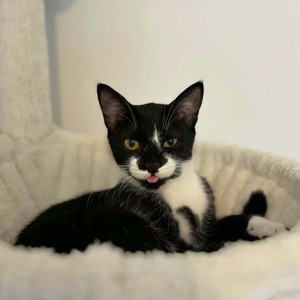 Adopter Xena