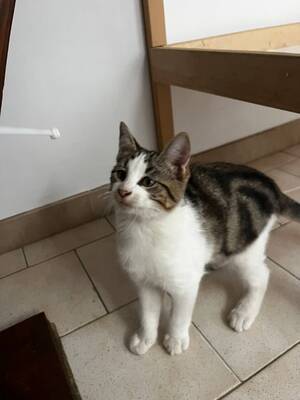 Adopter Chester
