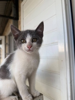 Adopter Nicky