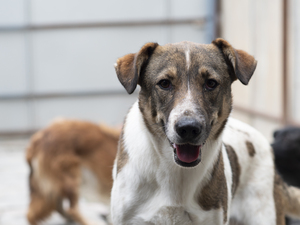 Adopter Fidji