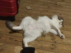 Adopter HERMINE