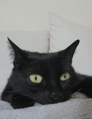 Adopter Nyxie