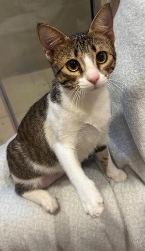 Adopter Thalia