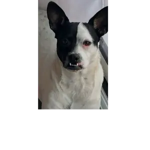 Adopter Pumba