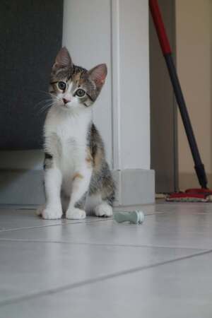 Adopter Laïka