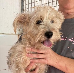 Adopter Firu