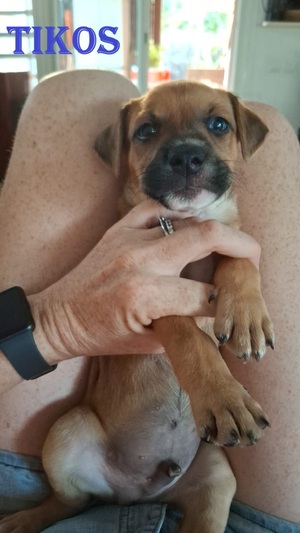 Adopter Tikos