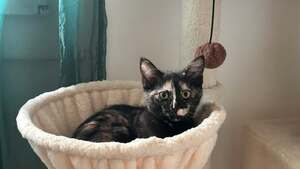 Adopter Florida