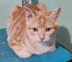 Adopter Aladin