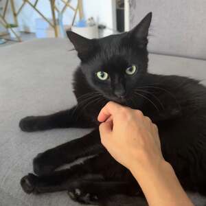 Adopter Tango