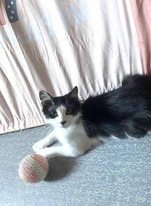 Adopter Chocapic