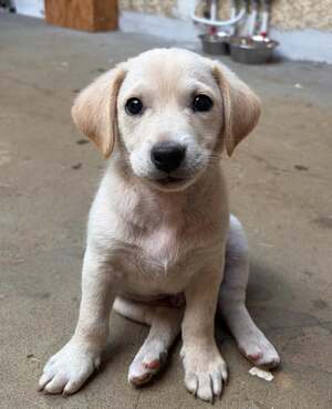 Adopter Snow