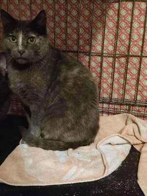 Adopter Abondance