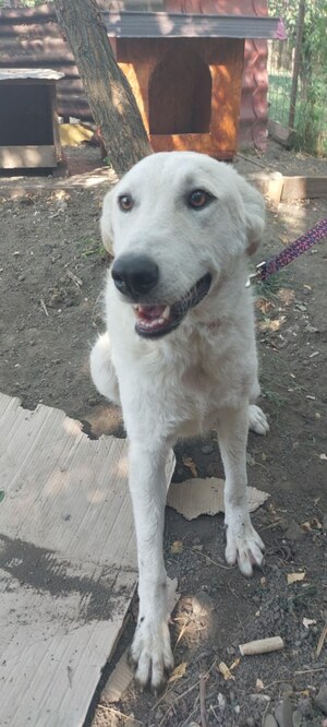 Adopter Ella