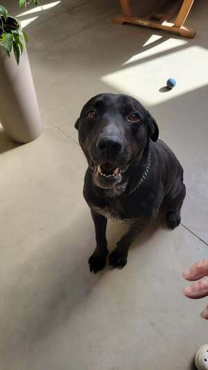Adopter Charly