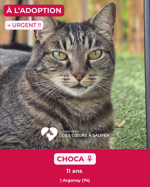 Adopter Choca