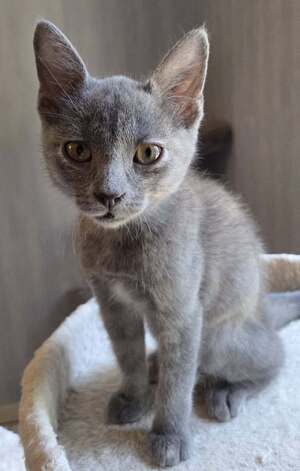 Adopter MUNE