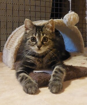 Adopter Shadow