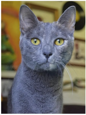 Adopter Yara