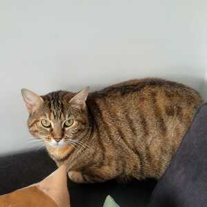 Adopter Jolène