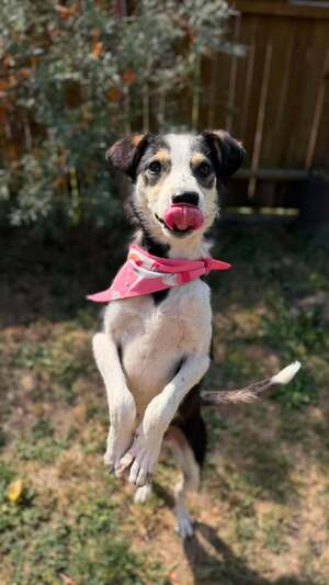 Adopter MANGUO
