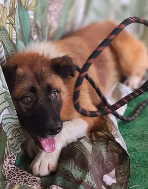 Adopter Benny