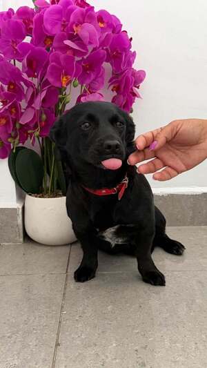 Adopter Voodoo
