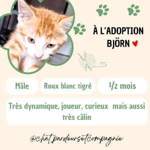 Adopter Björn